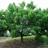 Thespesia Populnea (Portia Tree)
