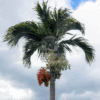 Veitchia Merrillii (Christmas Palm)