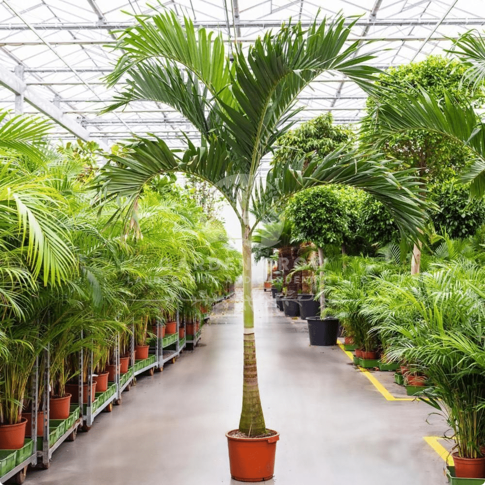Veitchia Merrillii (Christmas Palm)