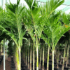 Veitchia Merrillii (Christmas Palm)