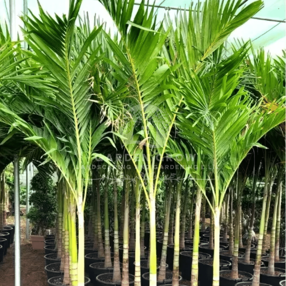 Veitchia Merrillii (Christmas Palm)