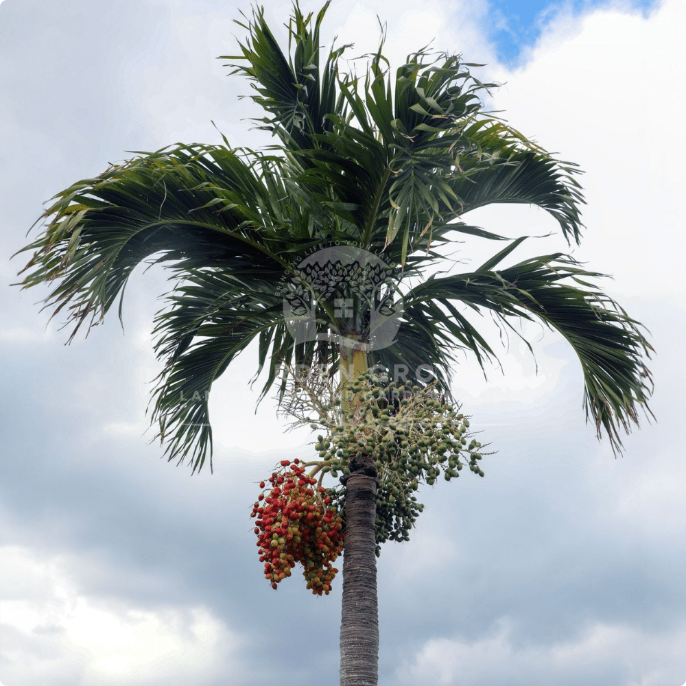 Veitchia Merrillii (Christmas Palm)