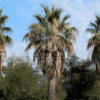 Washingtonia Filifera
