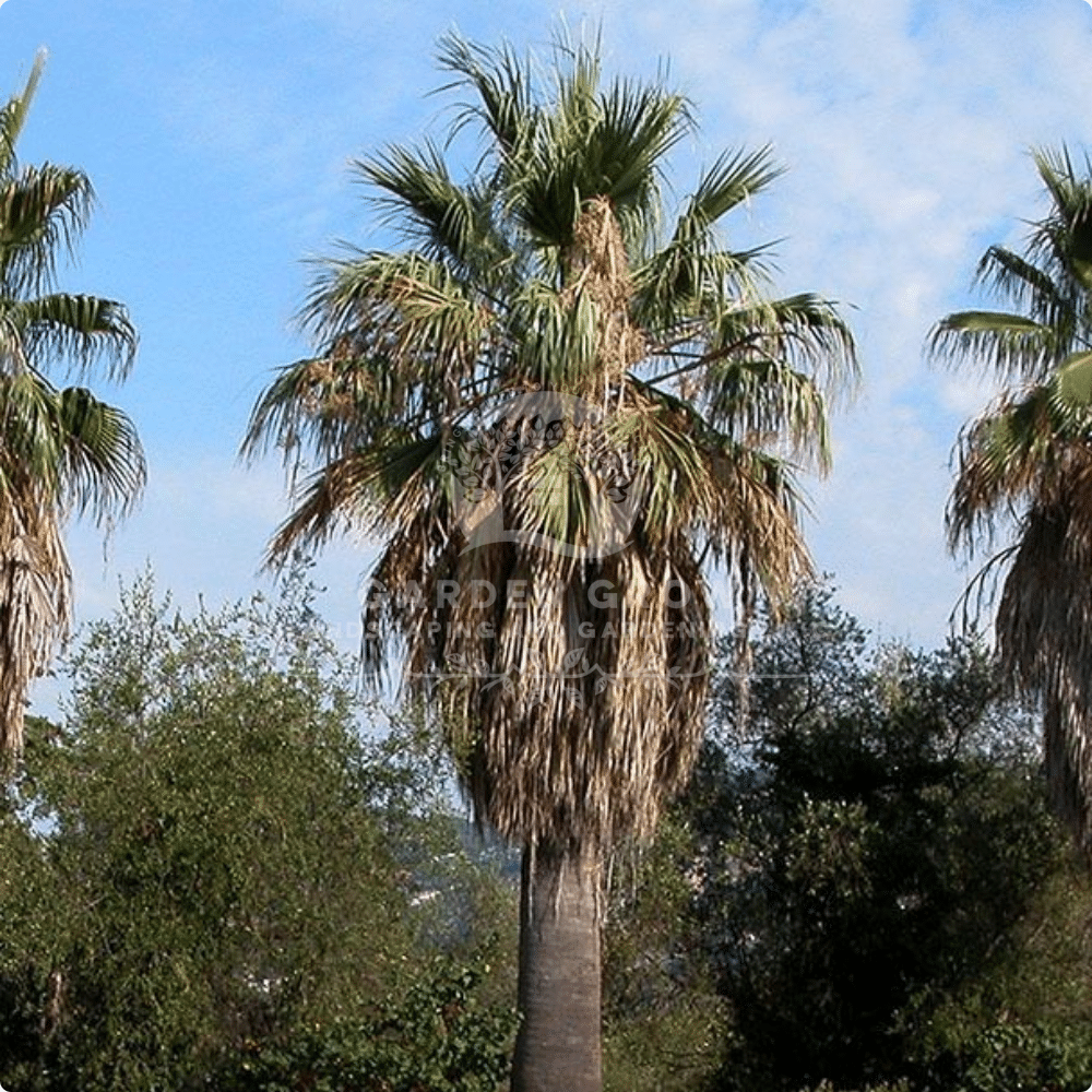 Washingtonia Filifera