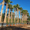 Washingtonia Filifera