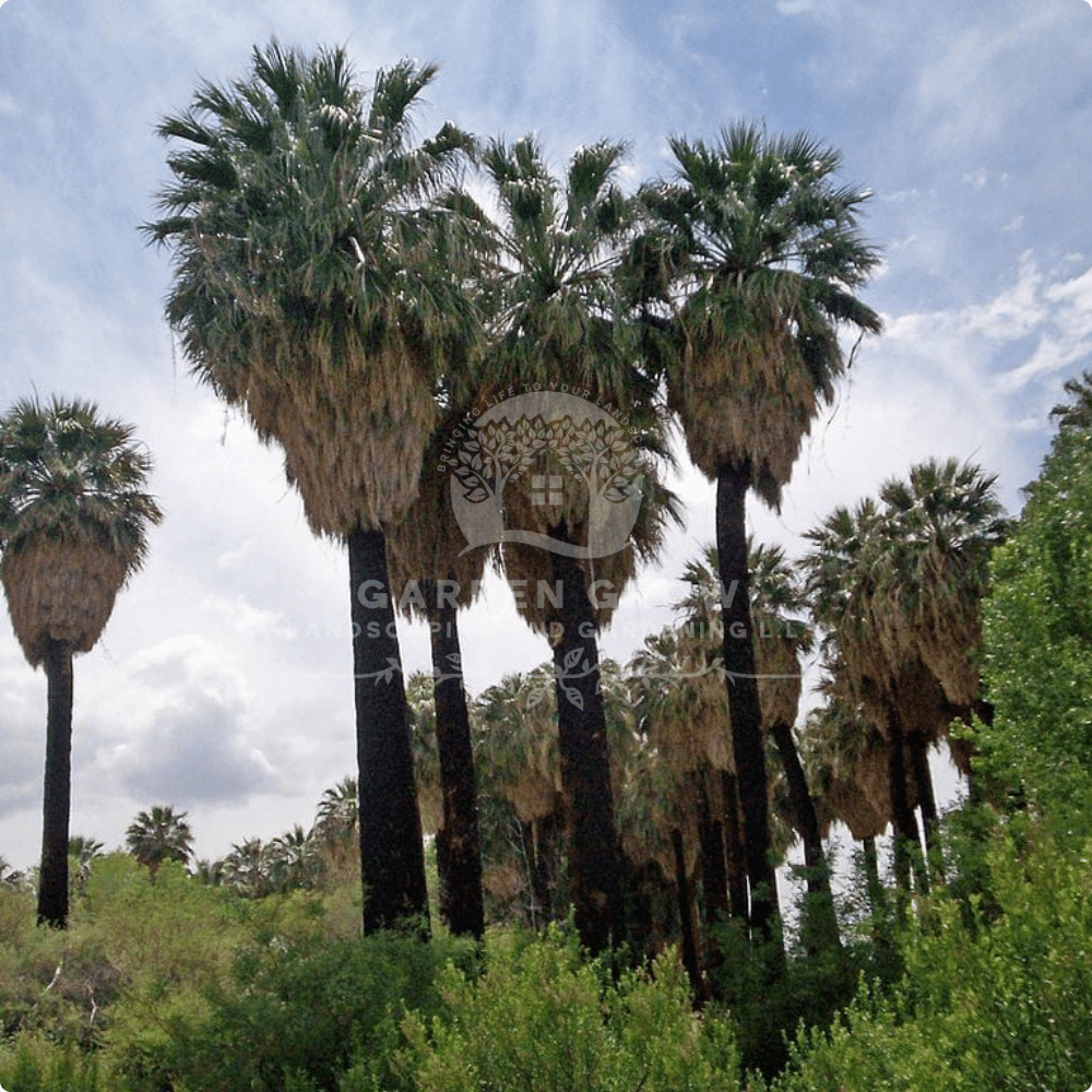 Washingtonia Filifera
