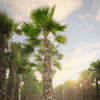 Washingtonia Palm (Washington Fan Palm)