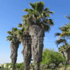 Washingtonia Palm (Washington Fan Palm)