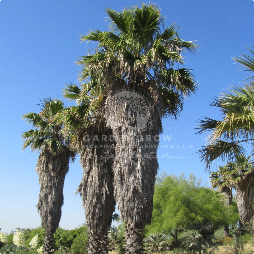 Washingtonia Palm (Washington Fan Palm)