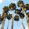 Washingtonia Palm (Washington Fan Palm)