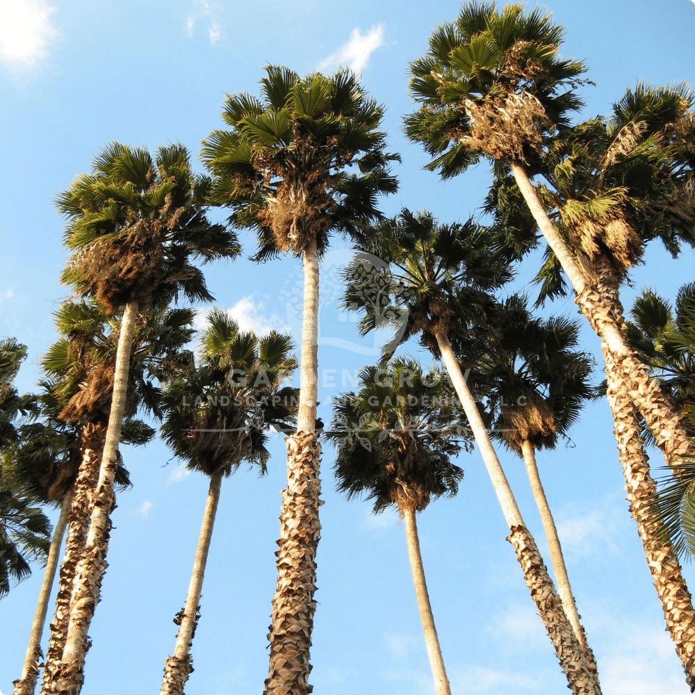 Washingtonia Palm (Washington Fan Palm)